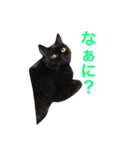 むくむく黒猫のうに（個別スタンプ：12）