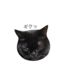 むくむく黒猫のうに（個別スタンプ：13）