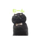 むくむく黒猫のうに（個別スタンプ：14）