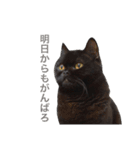 むくむく黒猫のうに（個別スタンプ：19）