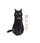 むくむく黒猫のうに（個別スタンプ：20）
