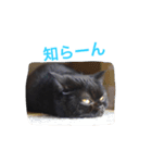 むくむく黒猫のうに（個別スタンプ：21）