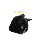 むくむく黒猫のうに（個別スタンプ：22）