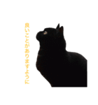 むくむく黒猫のうに（個別スタンプ：31）