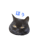 むくむく黒猫のうに（個別スタンプ：32）