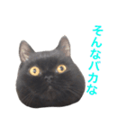 むくむく黒猫のうに（個別スタンプ：33）