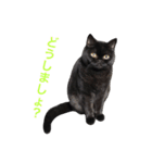 むくむく黒猫のうに（個別スタンプ：34）