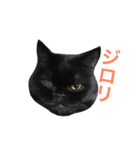 むくむく黒猫のうに（個別スタンプ：36）