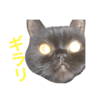 むくむく黒猫のうに（個別スタンプ：37）
