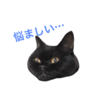 むくむく黒猫のうに（個別スタンプ：38）