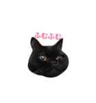 むくむく黒猫のうに（個別スタンプ：40）