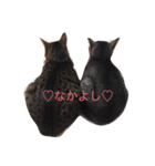 我が家のにゃんこのくーちゃん＆にこちゃん（個別スタンプ：1）