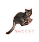 我が家のにゃんこのくーちゃん＆にこちゃん（個別スタンプ：2）