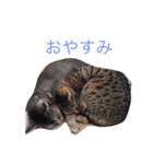 我が家のにゃんこのくーちゃん＆にこちゃん（個別スタンプ：3）