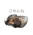 我が家のにゃんこのくーちゃん＆にこちゃん（個別スタンプ：4）
