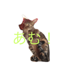 我が家のにゃんこのくーちゃん＆にこちゃん（個別スタンプ：5）