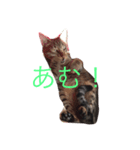 我が家のにゃんこのくーちゃん＆にこちゃん（個別スタンプ：6）