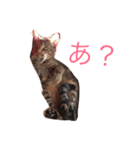 我が家のにゃんこのくーちゃん＆にこちゃん（個別スタンプ：7）