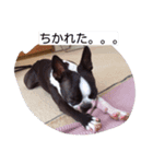 ボステリ ミミ（個別スタンプ：7）
