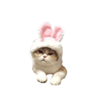 きなこっぴ（個別スタンプ：5）