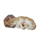 きなこっぴ（個別スタンプ：7）