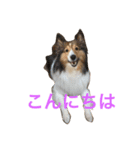 わんわんつぶやき5（個別スタンプ：1）