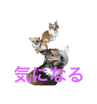 わんわんつぶやき5（個別スタンプ：3）