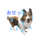 わんわんつぶやき5（個別スタンプ：5）