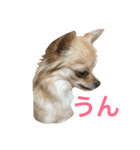 わんわんつぶやき5（個別スタンプ：7）