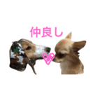 わんわんつぶやき5（個別スタンプ：8）