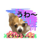わんわんつぶやき6（個別スタンプ：4）