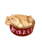 ふぅぴょこスタンプ（個別スタンプ：1）