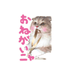 ふぅぴょこスタンプ（個別スタンプ：2）