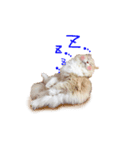 ふぅぴょこスタンプ（個別スタンプ：7）