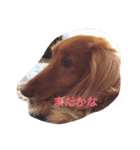 モコ！（個別スタンプ：5）