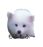 Wanko no Kimochi（個別スタンプ：4）