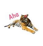tiger kingdom（個別スタンプ：1）