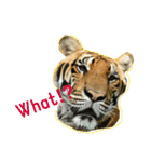 tiger kingdom（個別スタンプ：4）