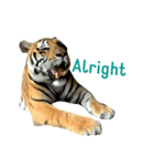 tiger kingdom（個別スタンプ：5）