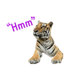 tiger kingdom（個別スタンプ：6）