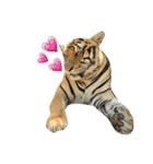 tiger kingdom（個別スタンプ：8）