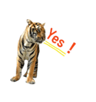 tiger kingdom（個別スタンプ：9）