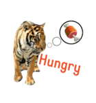 tiger kingdom（個別スタンプ：10）