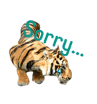 tiger kingdom（個別スタンプ：11）
