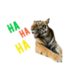 tiger kingdom（個別スタンプ：12）
