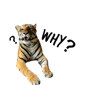 tiger kingdom（個別スタンプ：13）