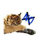 tiger kingdom（個別スタンプ：14）