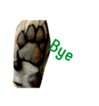 tiger kingdom（個別スタンプ：15）