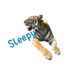 tiger kingdom（個別スタンプ：16）