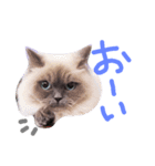 長毛犬猫の毎日あいさつスタンプ（個別スタンプ：5）